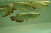 MAGNIFICENT AROWANA FISHES AT VERY GOOD PRICES